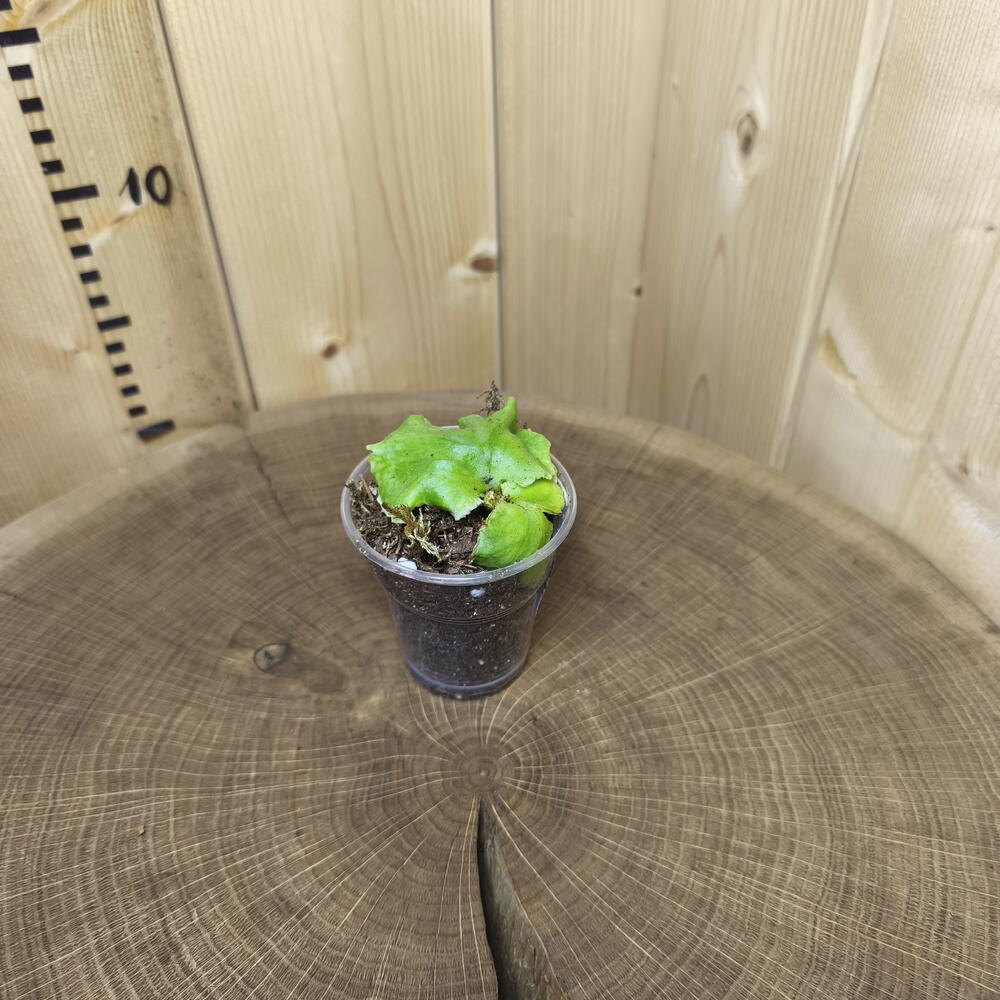 Платицериум Ридли Platycerium Ridleyi