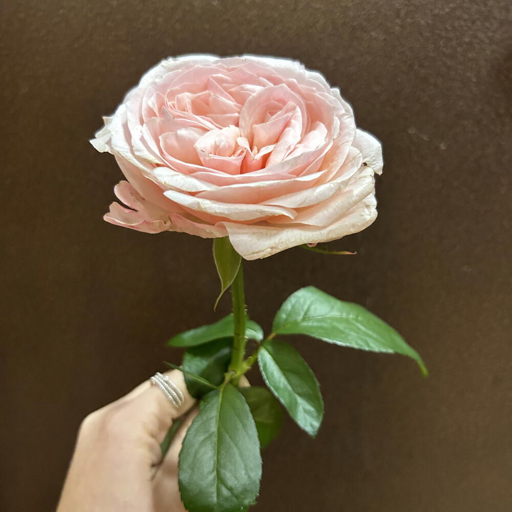 Пионовидная Роза 🌸