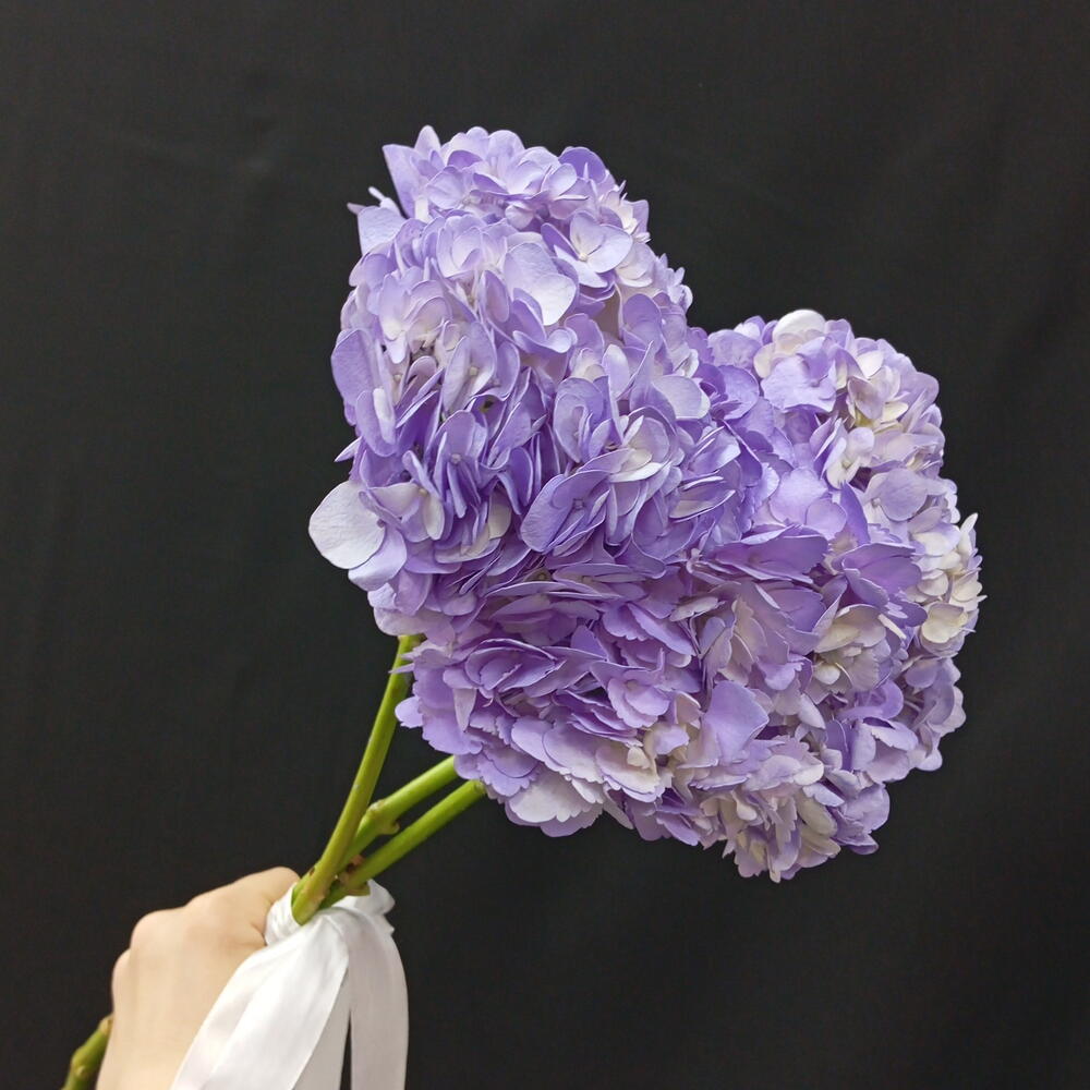 3 гортензии 🌸