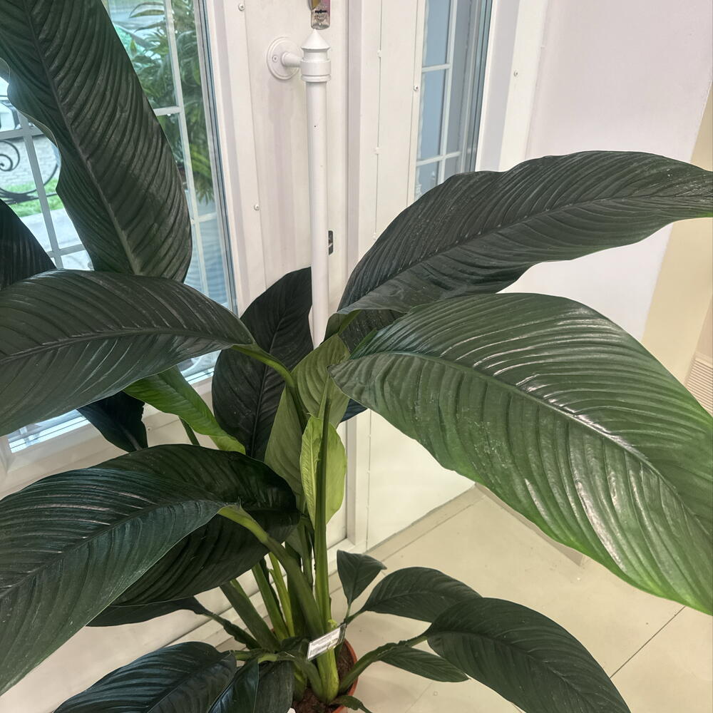 Спатифиллум Сенсейшн (Spathiphyllum  Sensation )