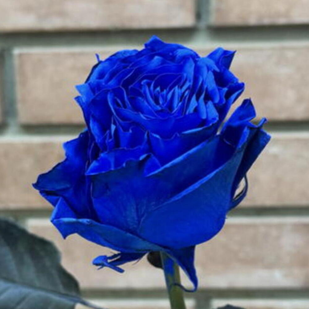 Роза Blue 60 см