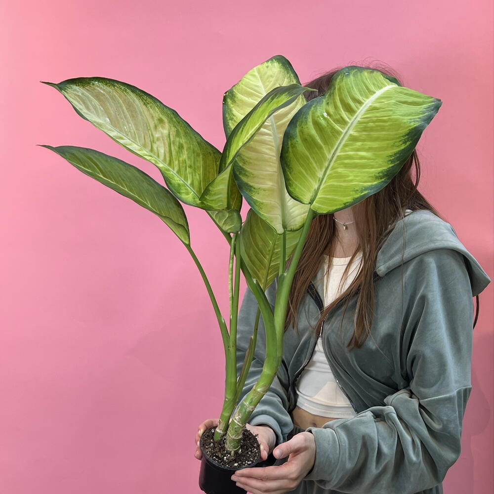 Диффенбахия 💚