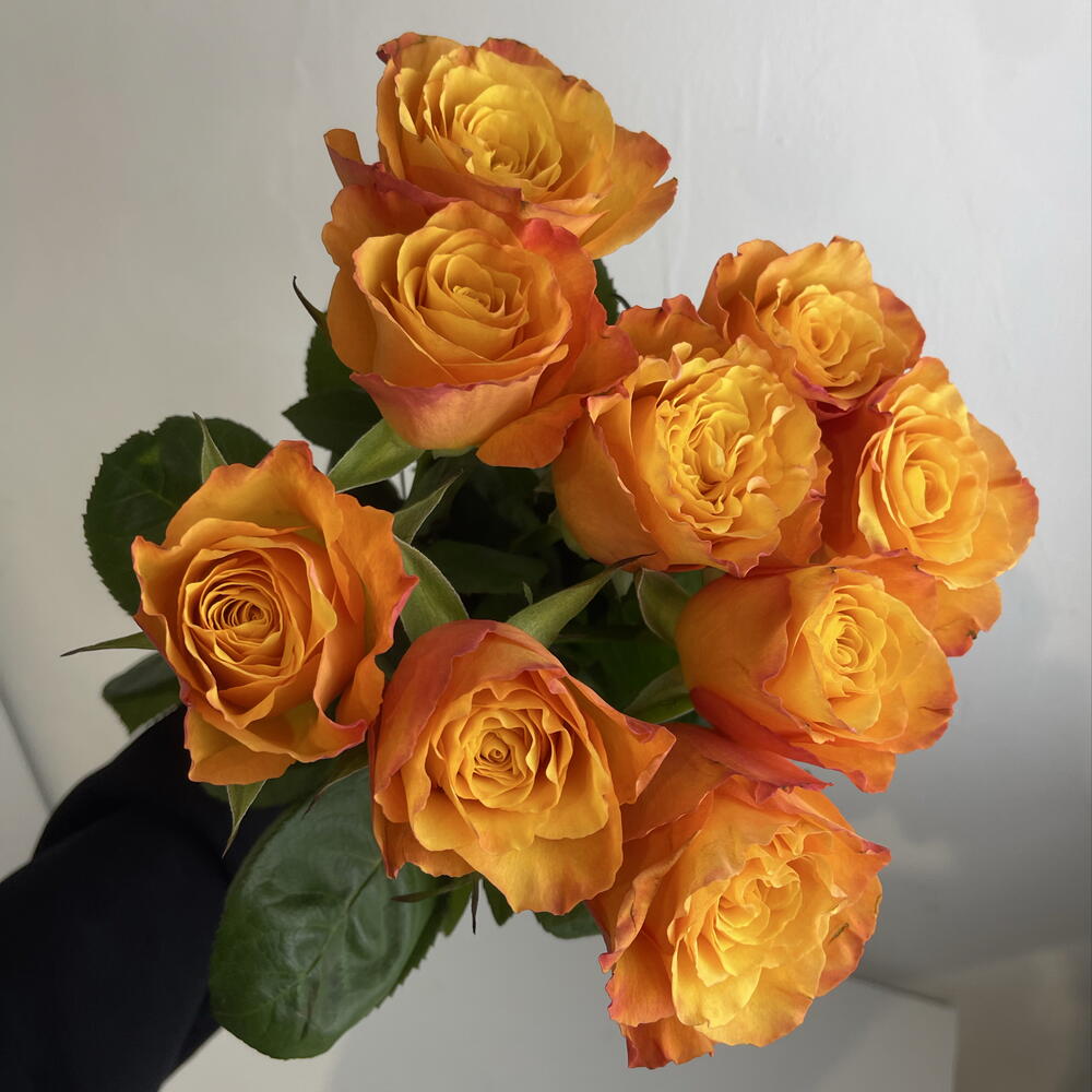 Розы рыжие 🧡9