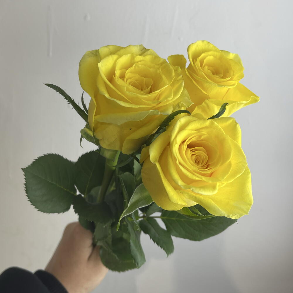 Розы жёлтые 💛 3