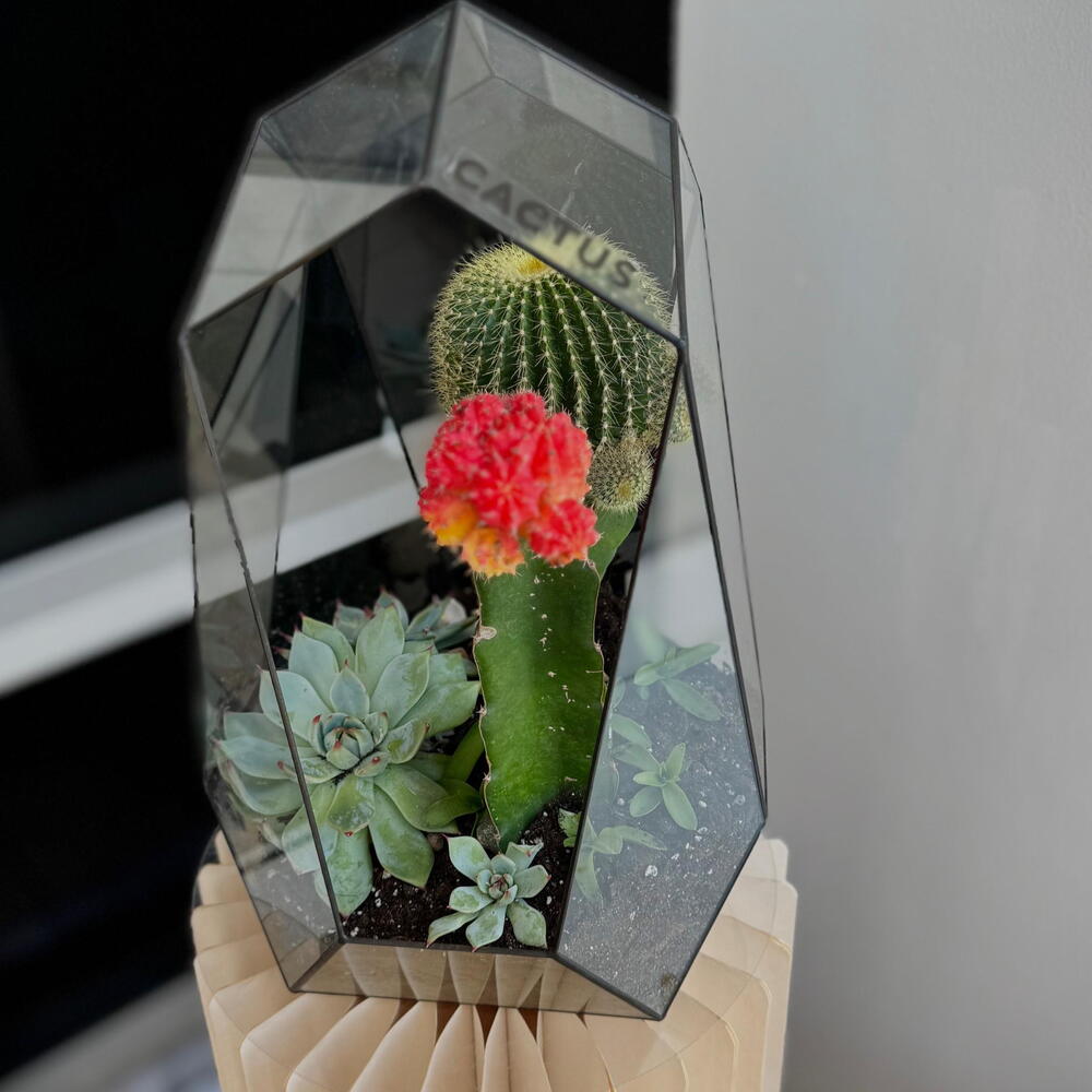 The author's florarium XXL