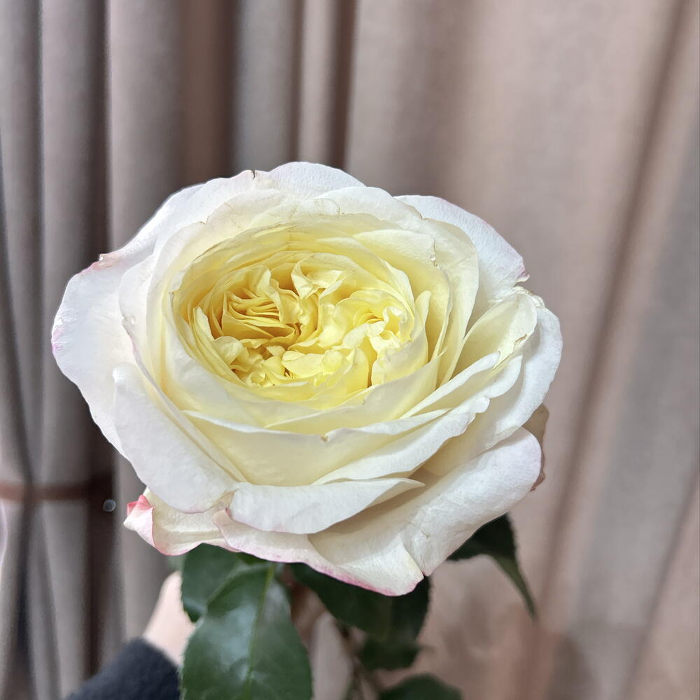 Роза Кэндллайт