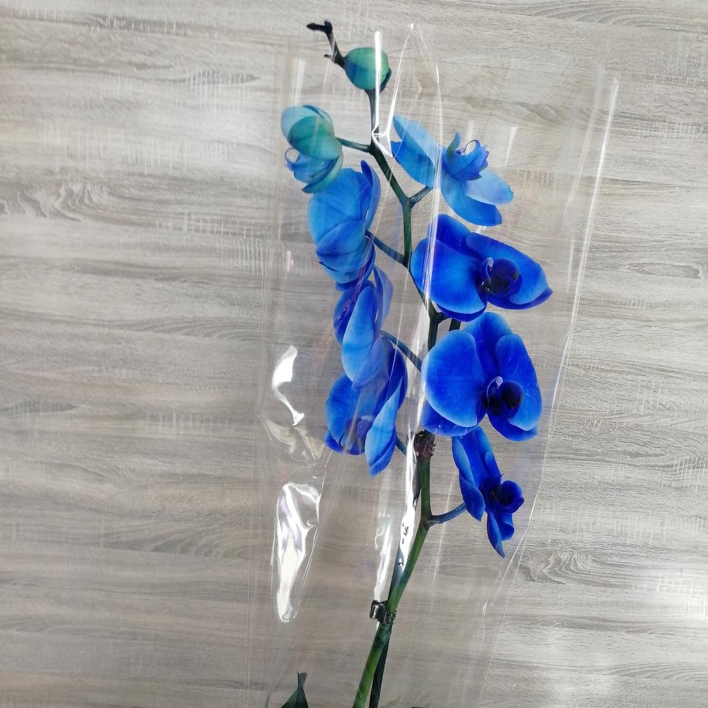 Синяя орхидея в горшке. Орхидея Дендробиум синяя. Голубая Орхидея. Орхидея голубая Живая. Синяя Орхидея Живая.