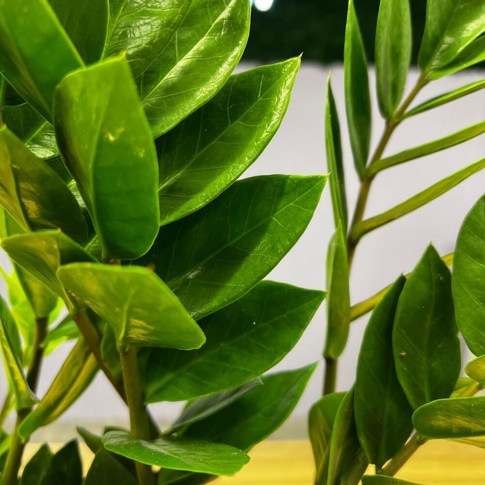 Комнатное растение Замиокулькас, Живые растения в Брянске, купить по ...