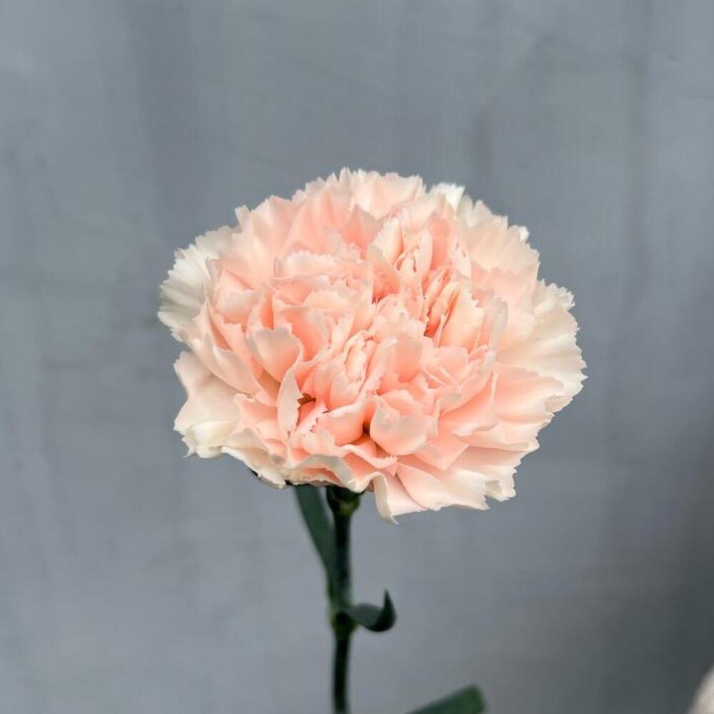 Ramo de Dianthus