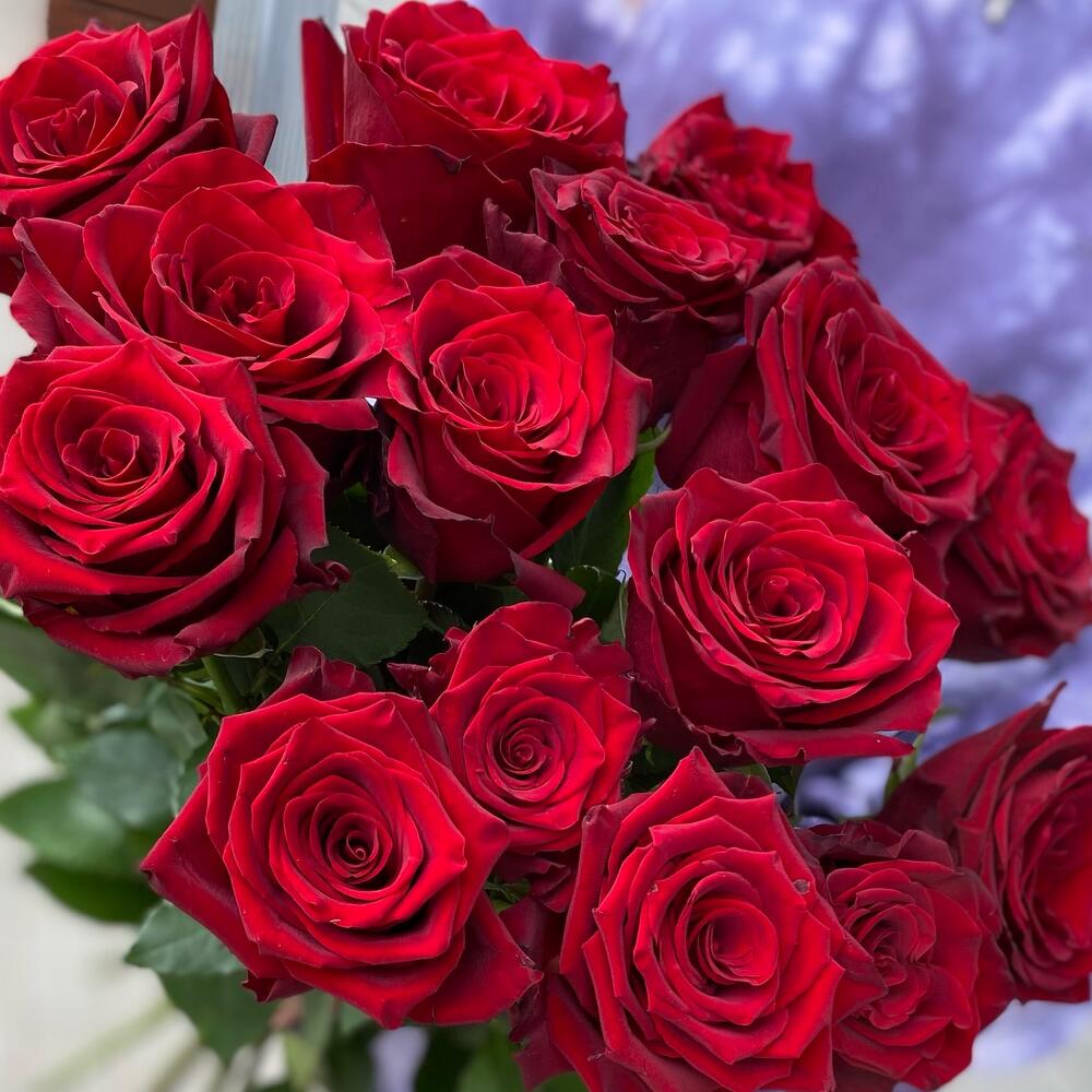 Бархатные розы 🌹