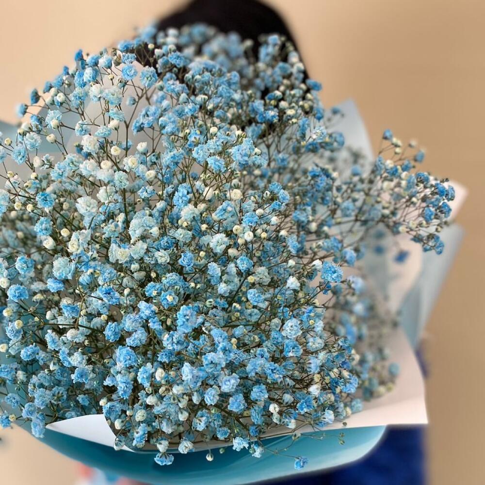 Gypsophila azul en paquete