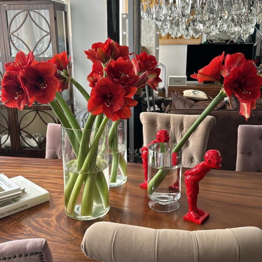 7 amaryllis