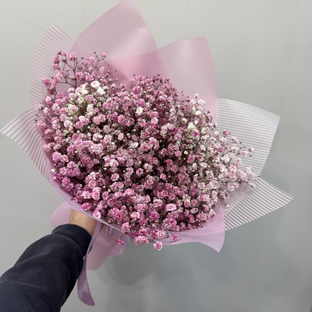 Gypsophila