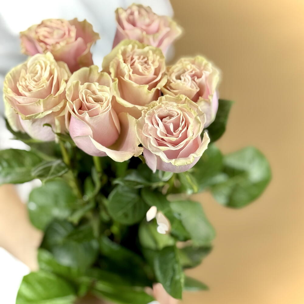 Розовая роза Пинк Мондиаль Pink Mondial 7 шт