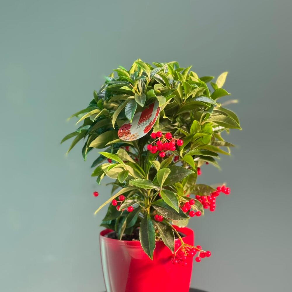Ardisia milad çiçəyi