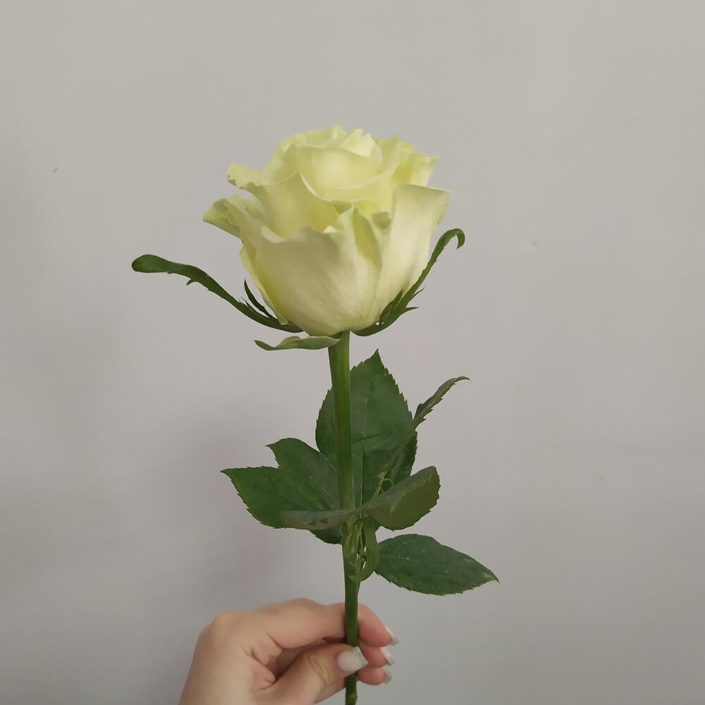 Роза белая