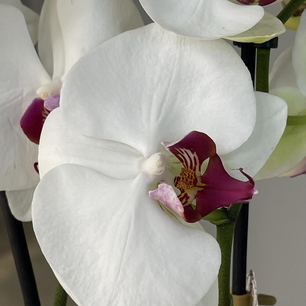 MARSALA WHITE ORCHID эффектная высокая 2-ствольная орхидея