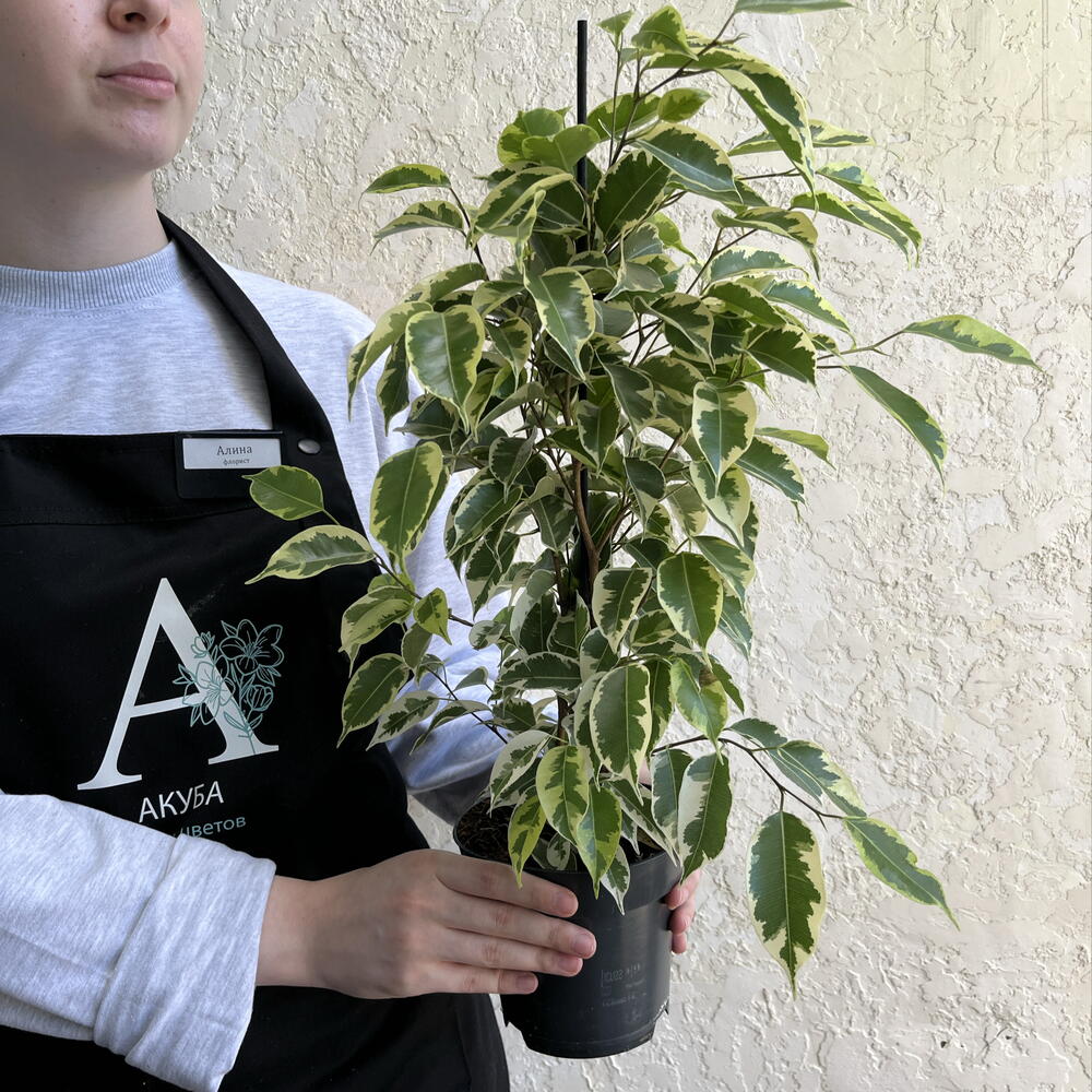 Фикус Бенджамина «Анастасия» (Ficus benjamina  Anastasia