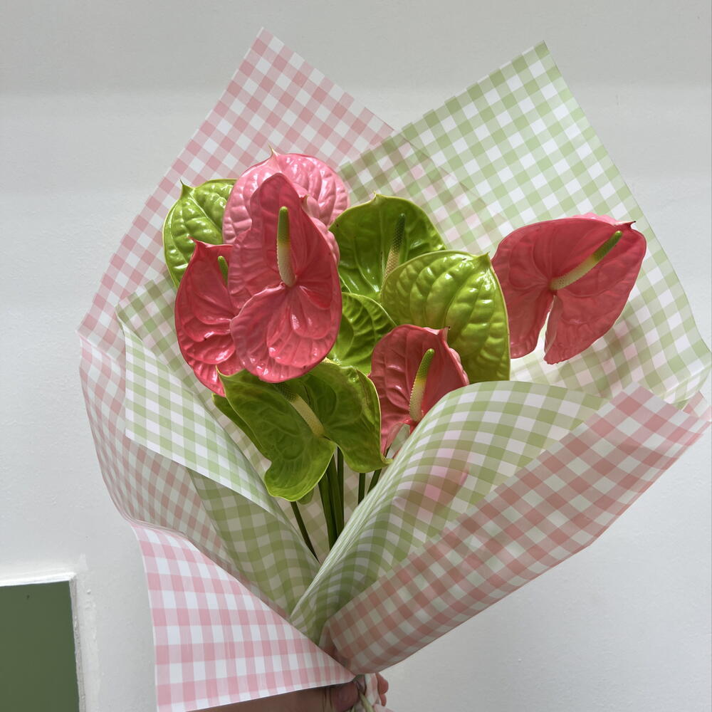 Anthuriums 💚