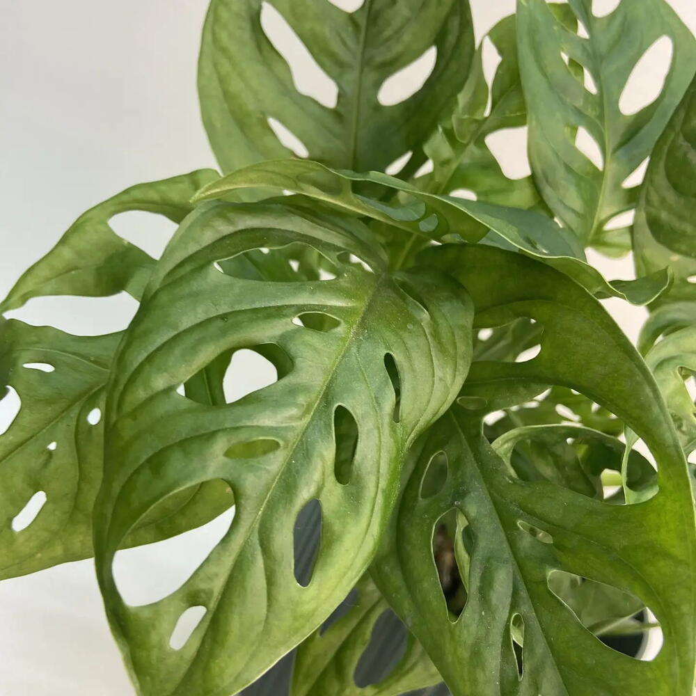 Монстера Манки / Monstera Monkey Mask