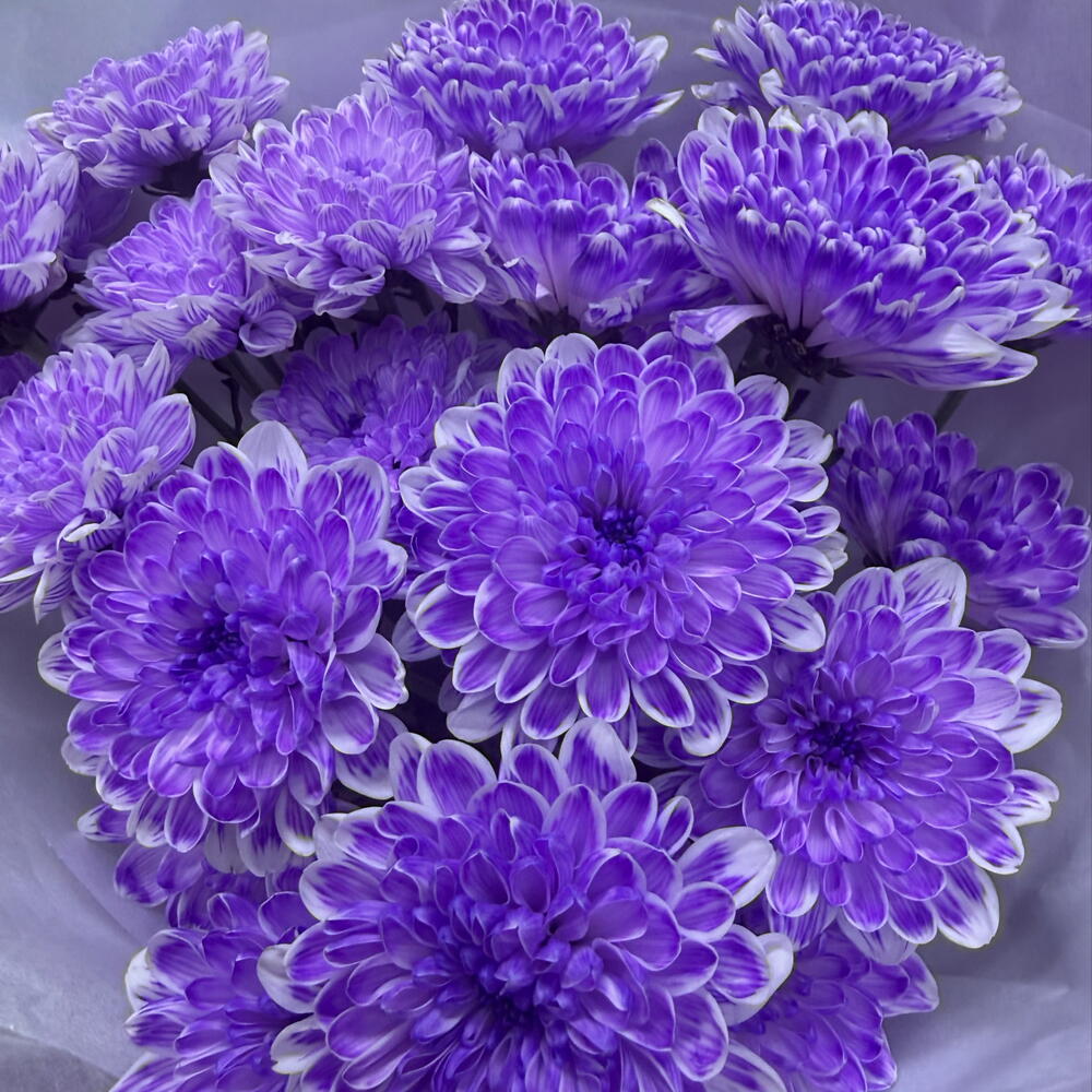 Комплемент🌸из лавандовой кустовой хризантемы