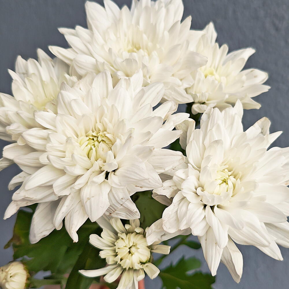Хризантема Балтика