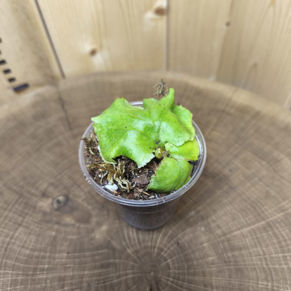 Платицериум Ридли Platycerium Ridleyi