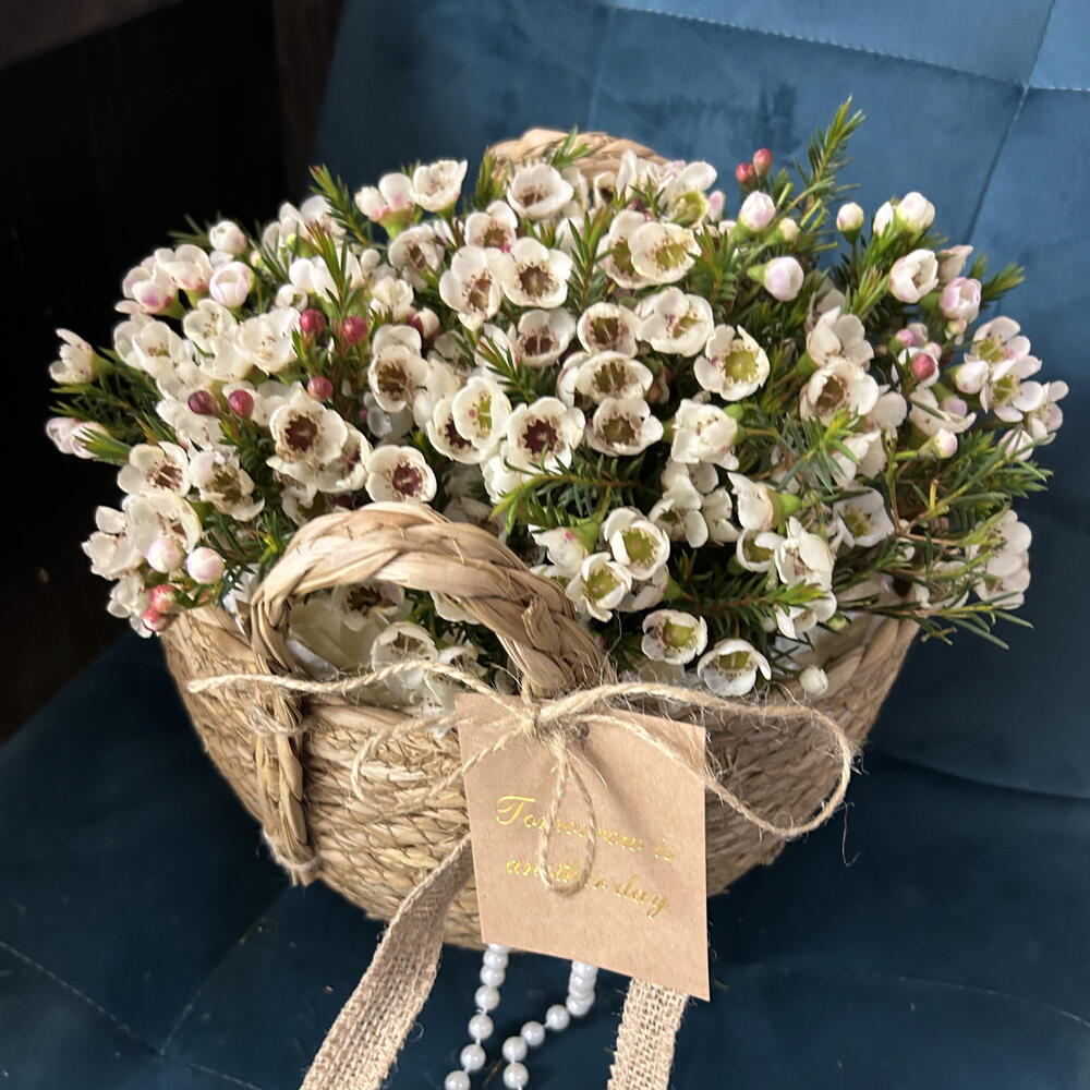Хамелациум в корзине🌺🌸🌸