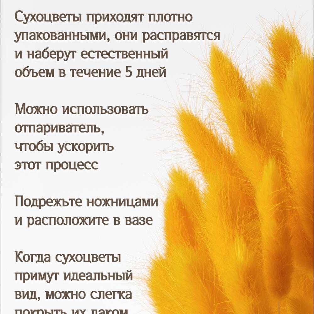 Лагурус тёмно-жёлтый 60 шт. Высший сорт. Высота 25-35 см М238