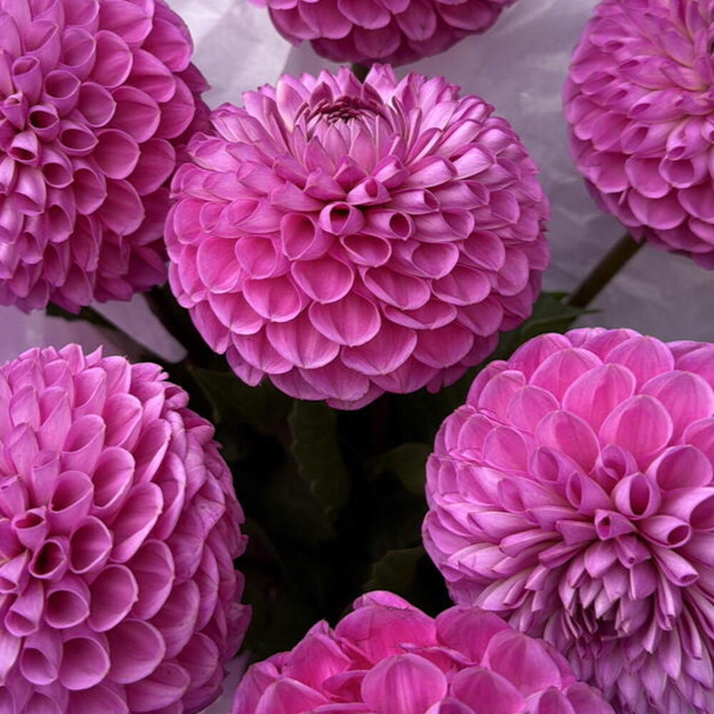 Букет георгин 💐