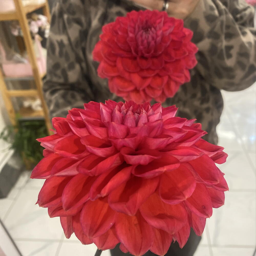 Георгин 🌸