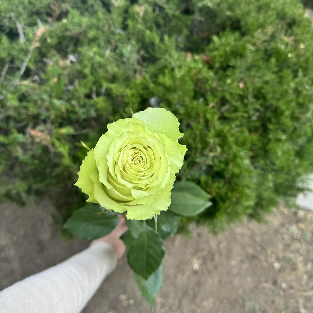 Роза Lemonade 80 см