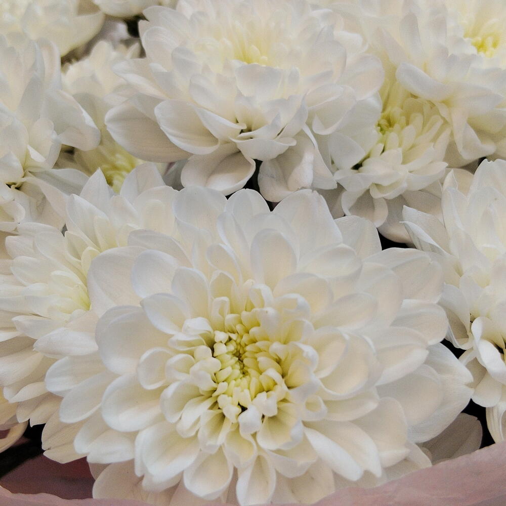 Букет хризантем 🌸