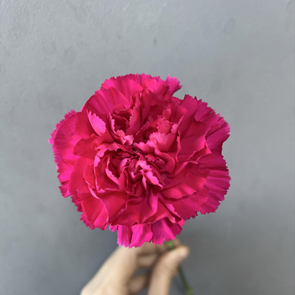 Диантус малиновый 🌺