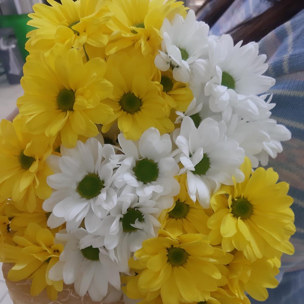Хризантемы