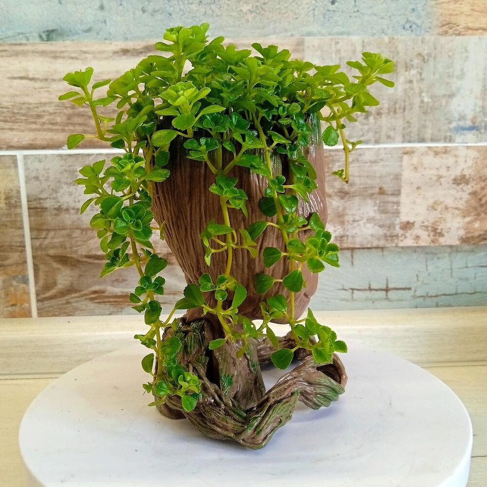 Groot-el guardián de la vegetación 🌱