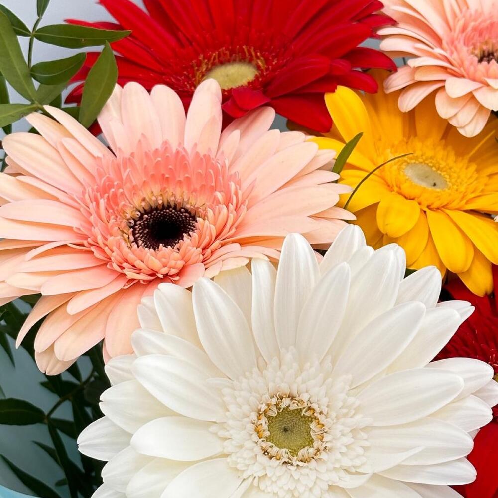 Gerbera mix / pistacia / Delivery Ufa / Flowers Ufa / Flowers in Ufa