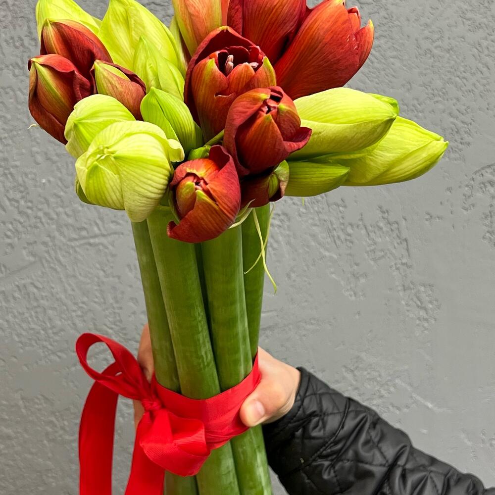 Амариллис микс