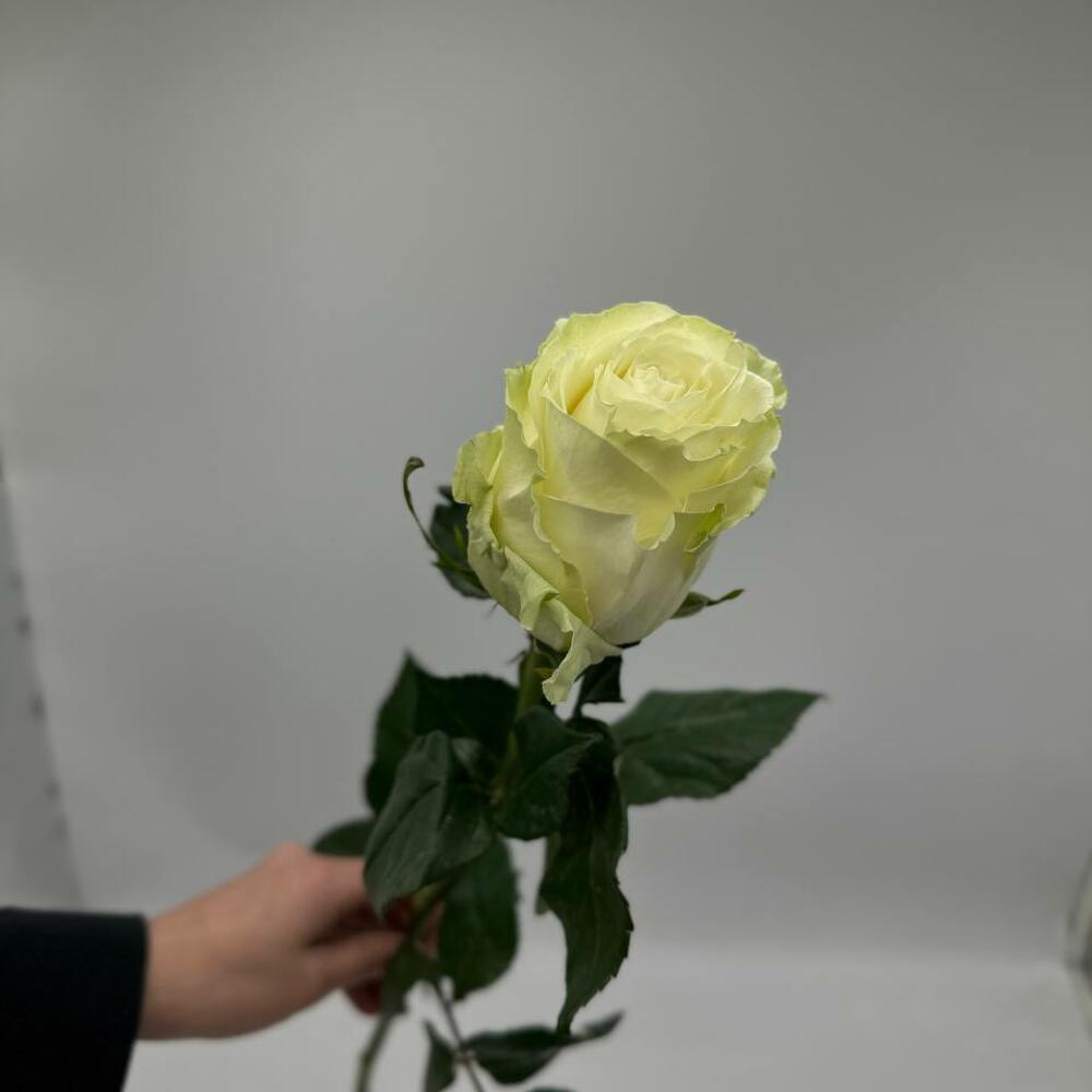 White Mondial rose