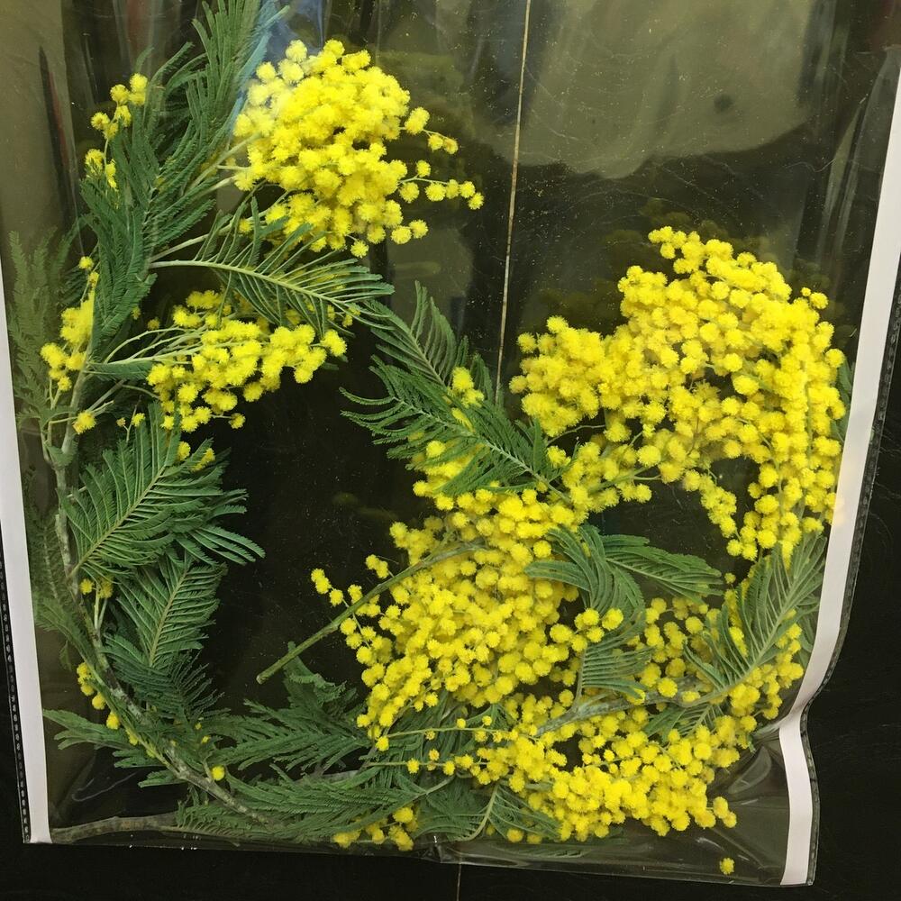 Мимоза в прозрачной сумочке