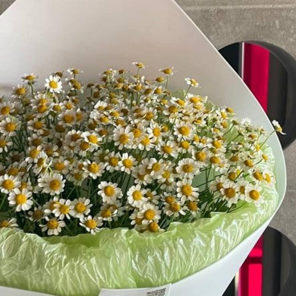 Ромашки и всё