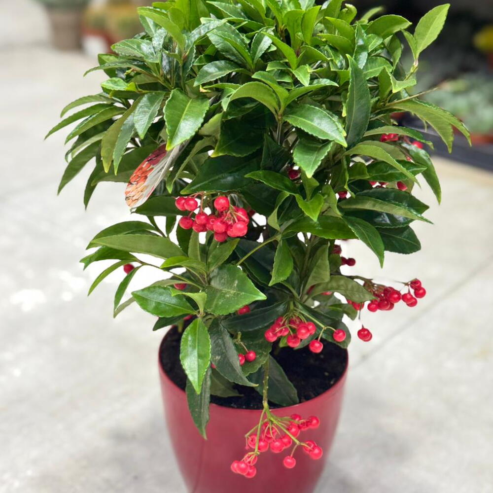 Ardisia milad çiçəyi