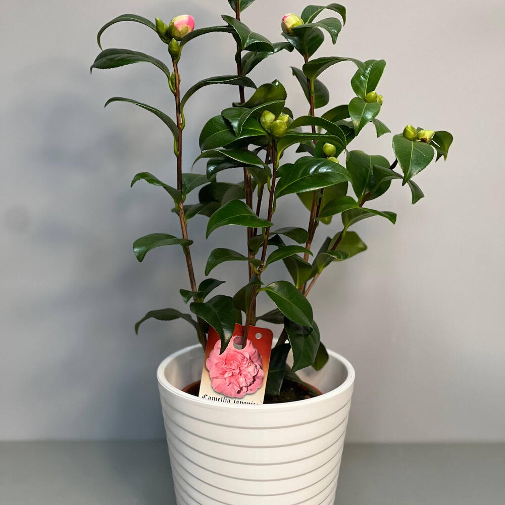КАМЕЛИЯ (CAMELIA)