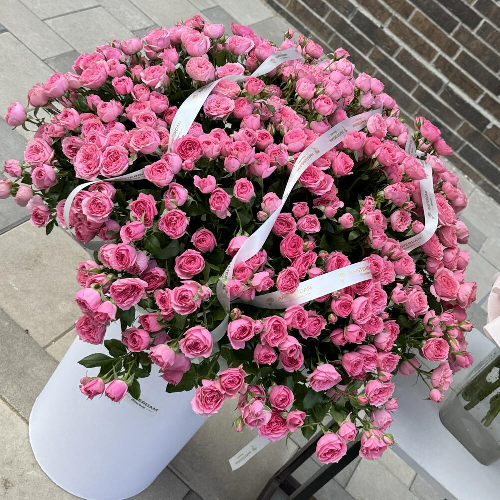 Giant box with Sophie shrub roses