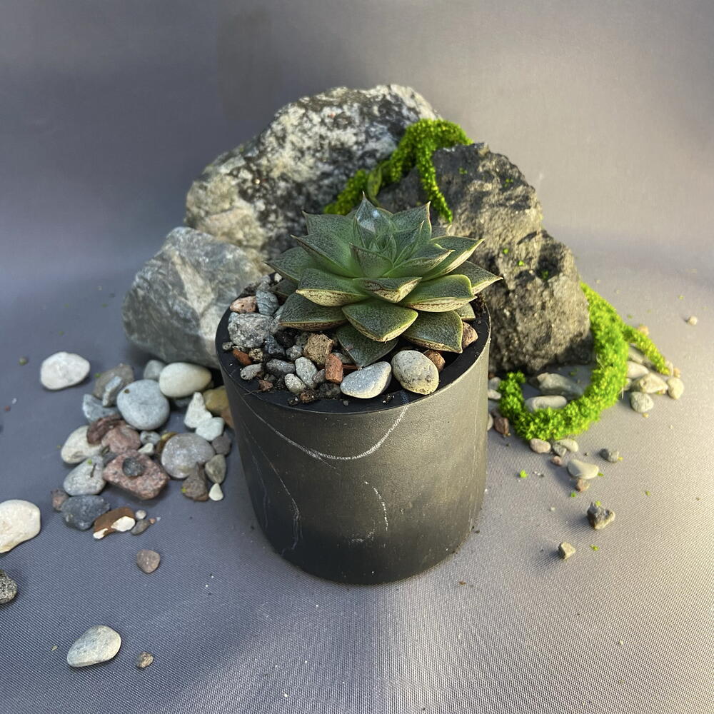 Эхеверия Пурпузорум / Echeveria purpusorum