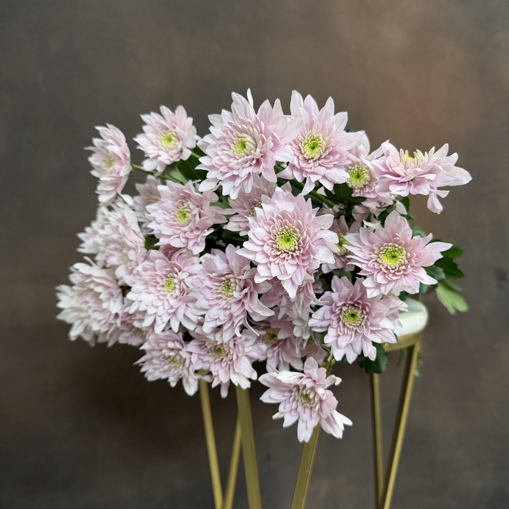Пачка кустовых хризантем Comandor Pink 5 шт
