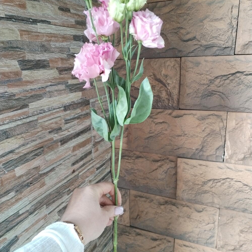 Эустома ( Лизиантус) розовая