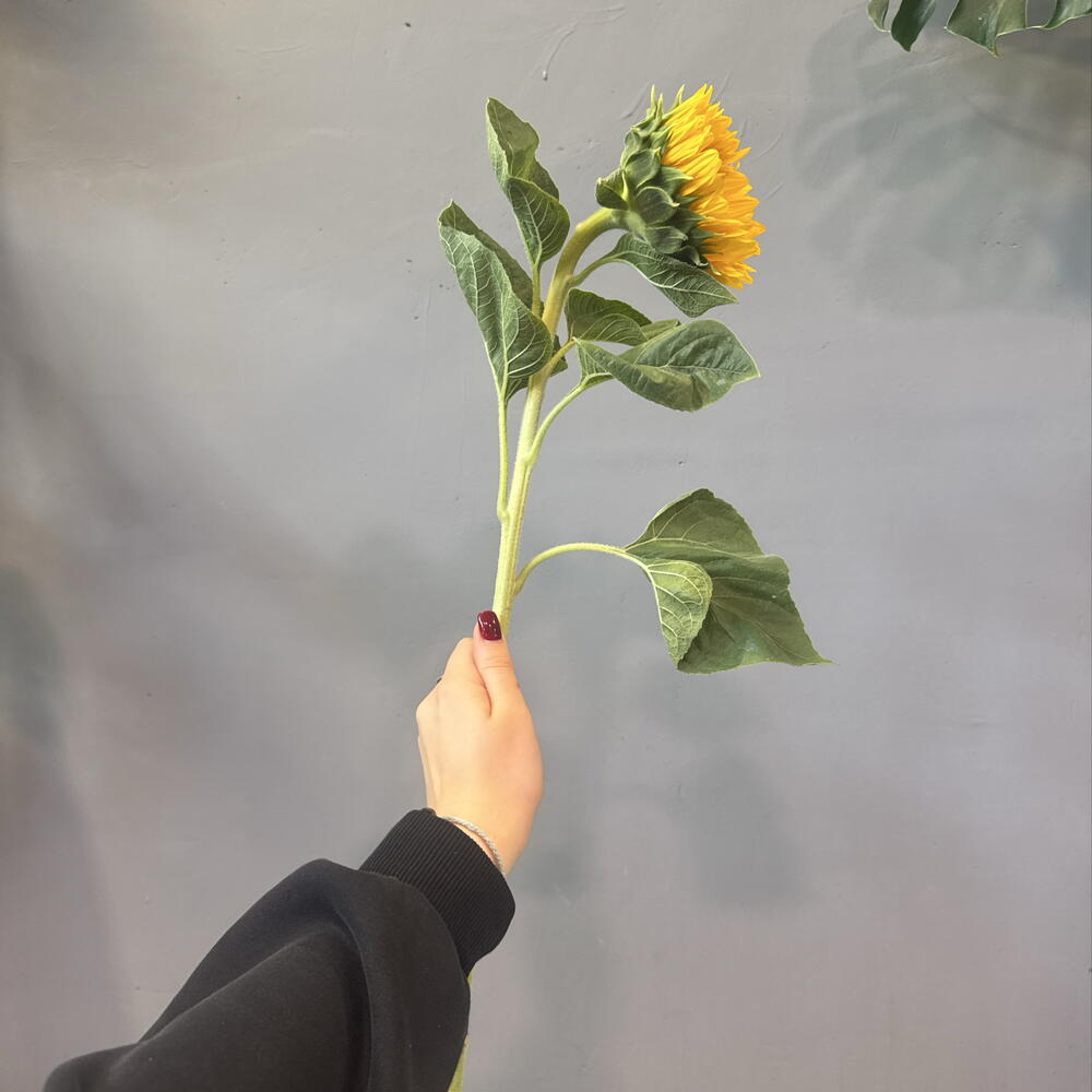 Подсолнух