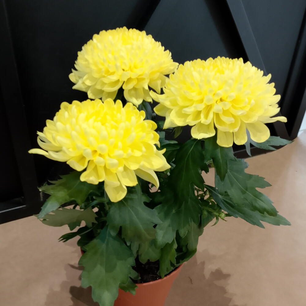 Хризантема