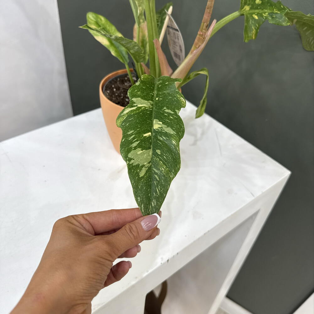 Royal Philodendron